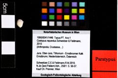 Foto (Objket + Etiketten) von Goniodromites bidentatus (Reuss, 1858) 